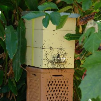 Hive split/ Stingless bee, Tetragonula carbonaria