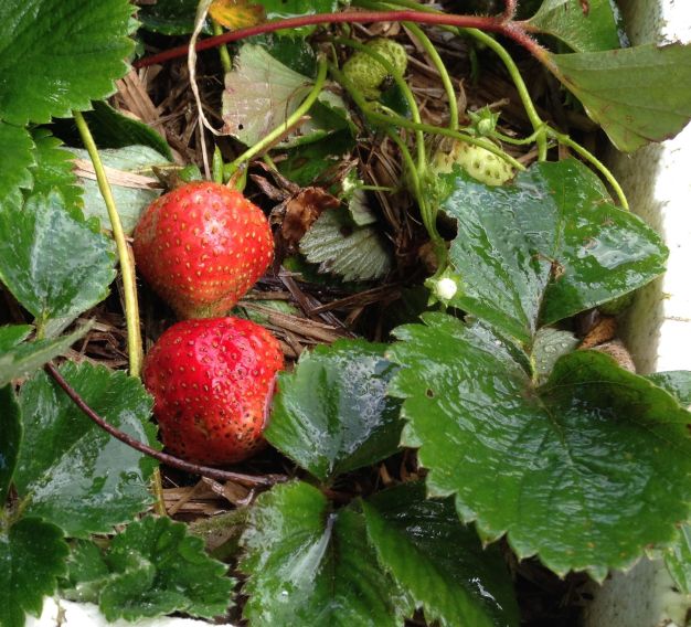 new season 'Red Gauntlet' strawberries: Grandad would have approved!