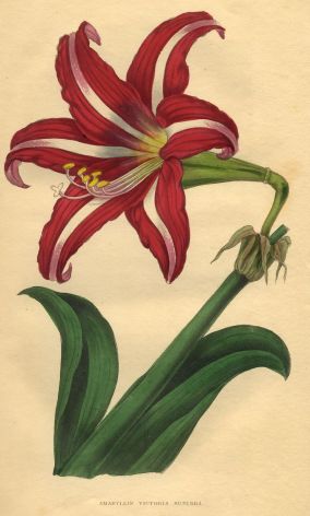 Hippeastrum Victoria Superba, British Florist, 1864