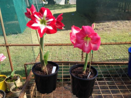 Hybridisation combines strong growth and diversifies flower colour