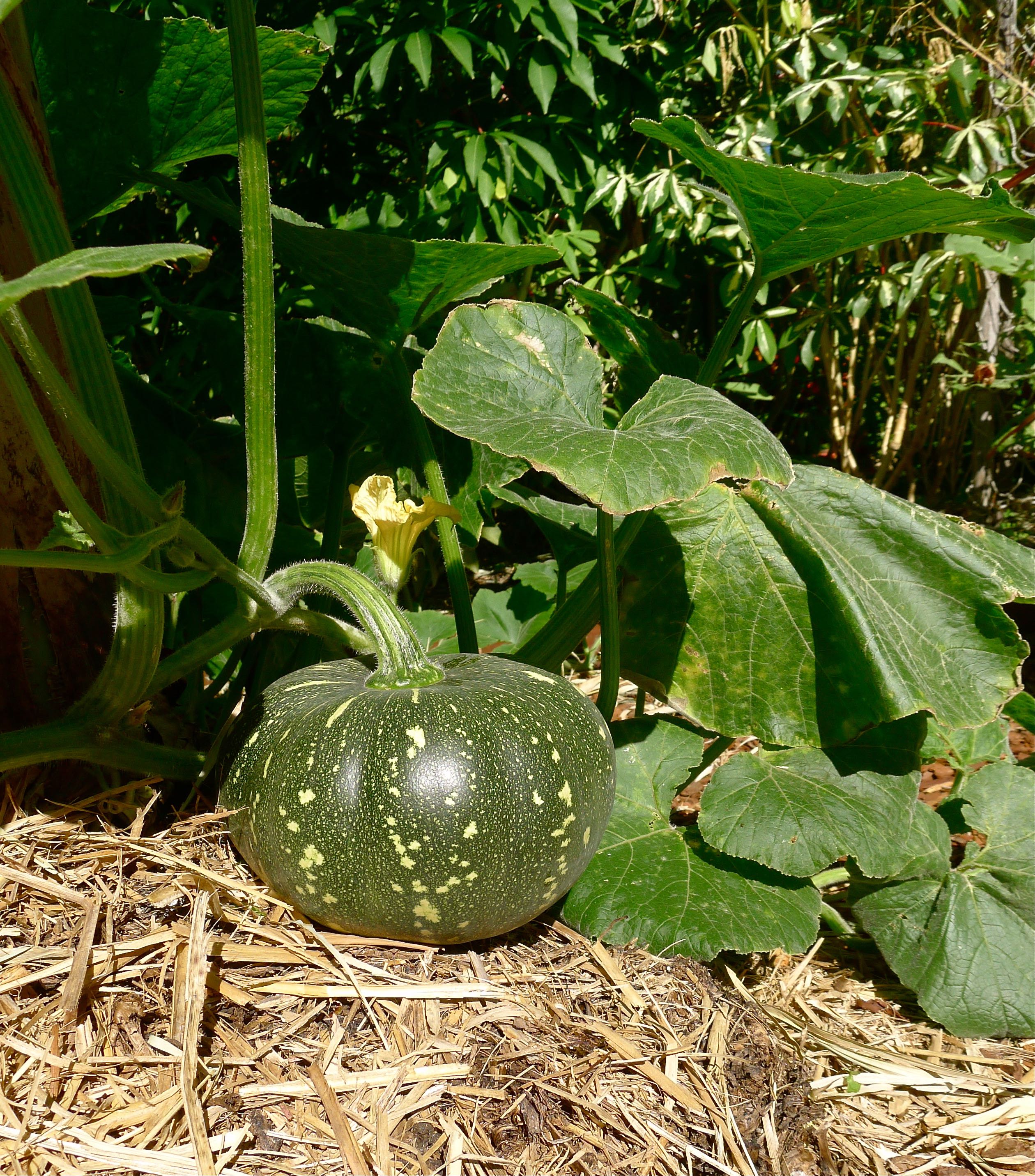 Success With Pumpkin In The Subtropics Jerry Coleby Williams,How To Defrost A Turkey Fast