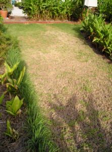 In drought: Sweet Smother grass, aka Durban grass, Dactyloctenium australe