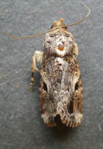 male Lawn Armyworm moth, Spodoptera mauritia