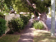 Nature strip planting using Lomandra and Hibiscus, Brisbane