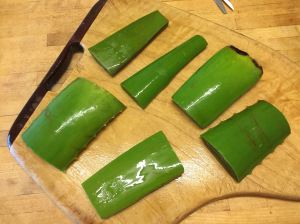 sections of Aloe vera leaf